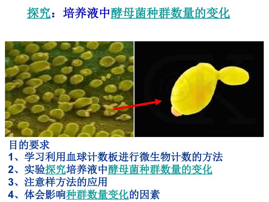 探究酵母菌种群数量的变化123_第1页