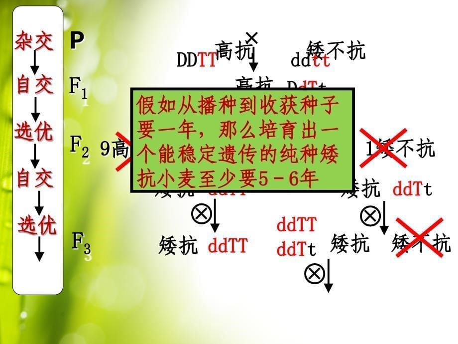 杂交育种与诱变育种课件_第5页