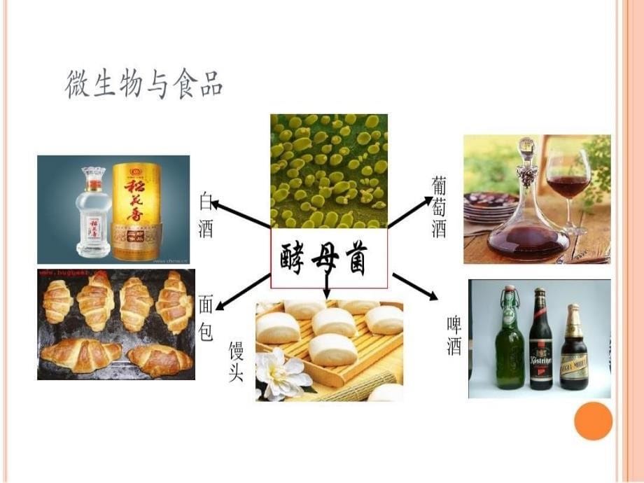 微生物与人类的关系课件_第5页