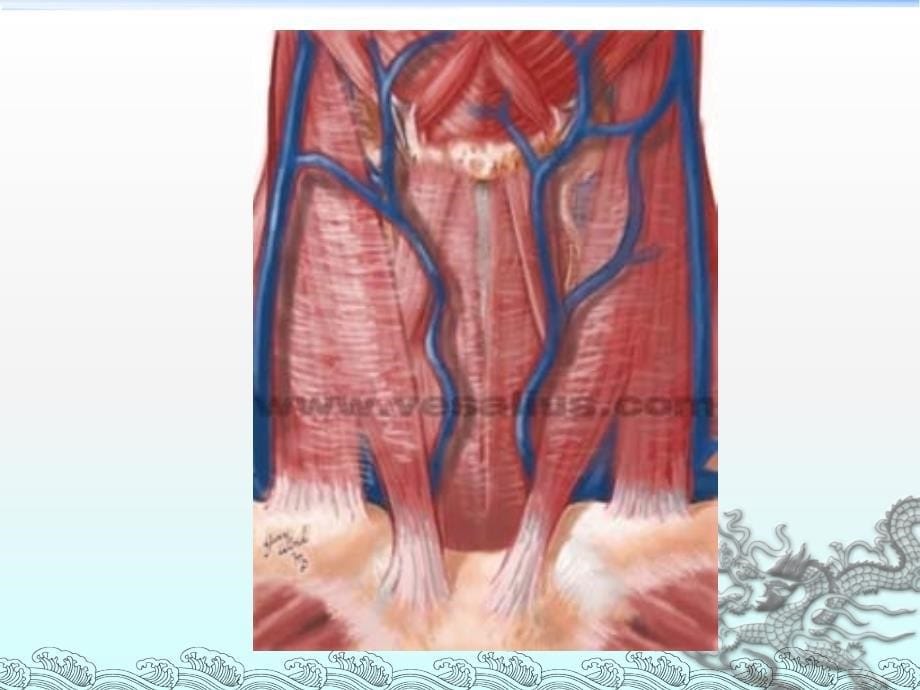 外科学 颈部疾病课件0123_第5页