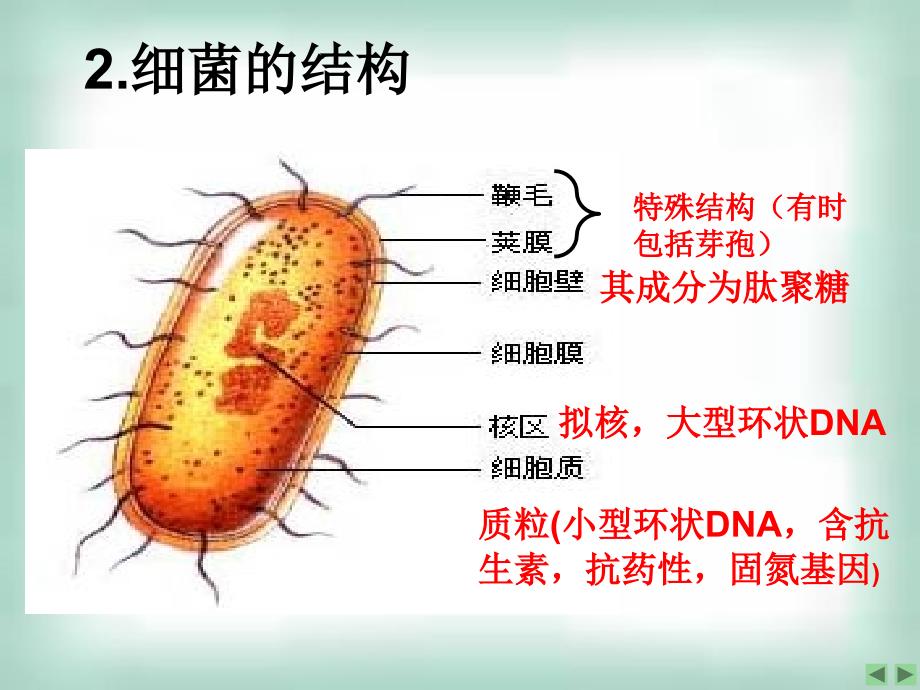 专题2课题1微生物的实验室培养_第4页