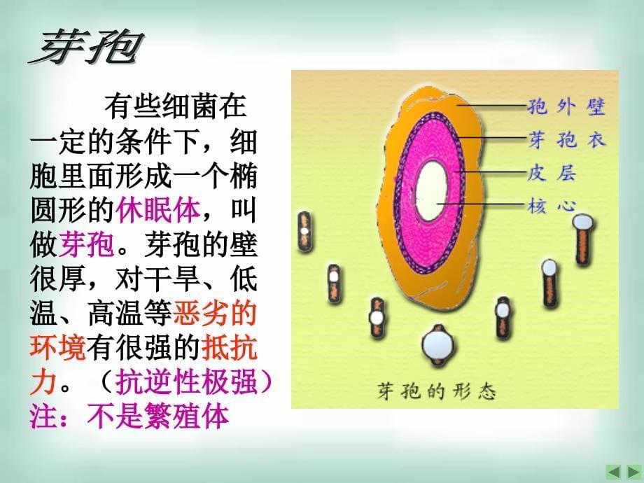 专题2课题1微生物的实验室培养_第5页