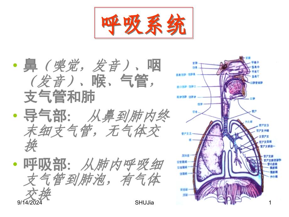 组织胚胎学：第19章呼吸系统_第1页