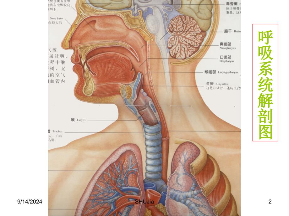 组织胚胎学：第19章呼吸系统_第2页