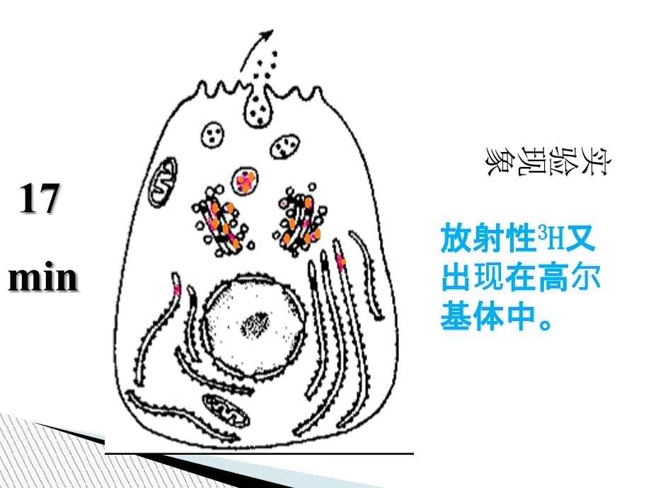 分泌蛋白的合成与运输_第5页