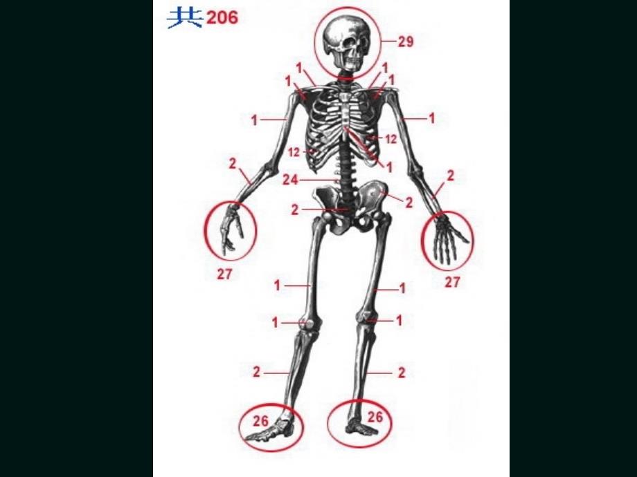 《运动损伤与急救》PPT课件_第4页