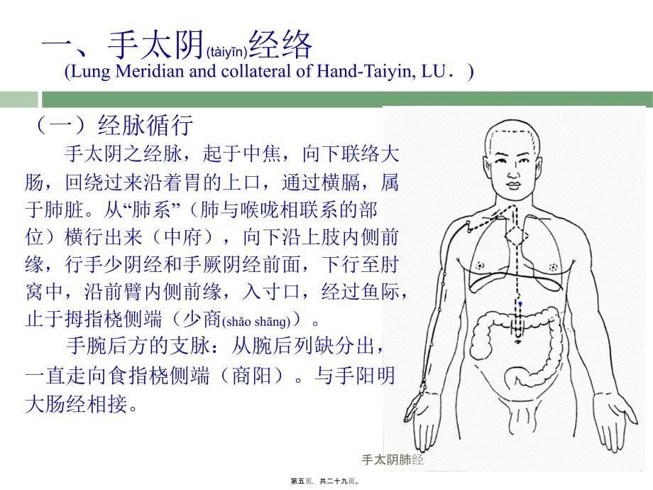 手太阴肺经课件_第5页