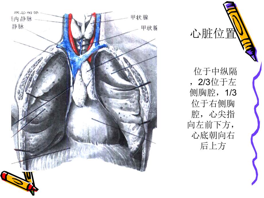 心脏超声诊断课件_第4页