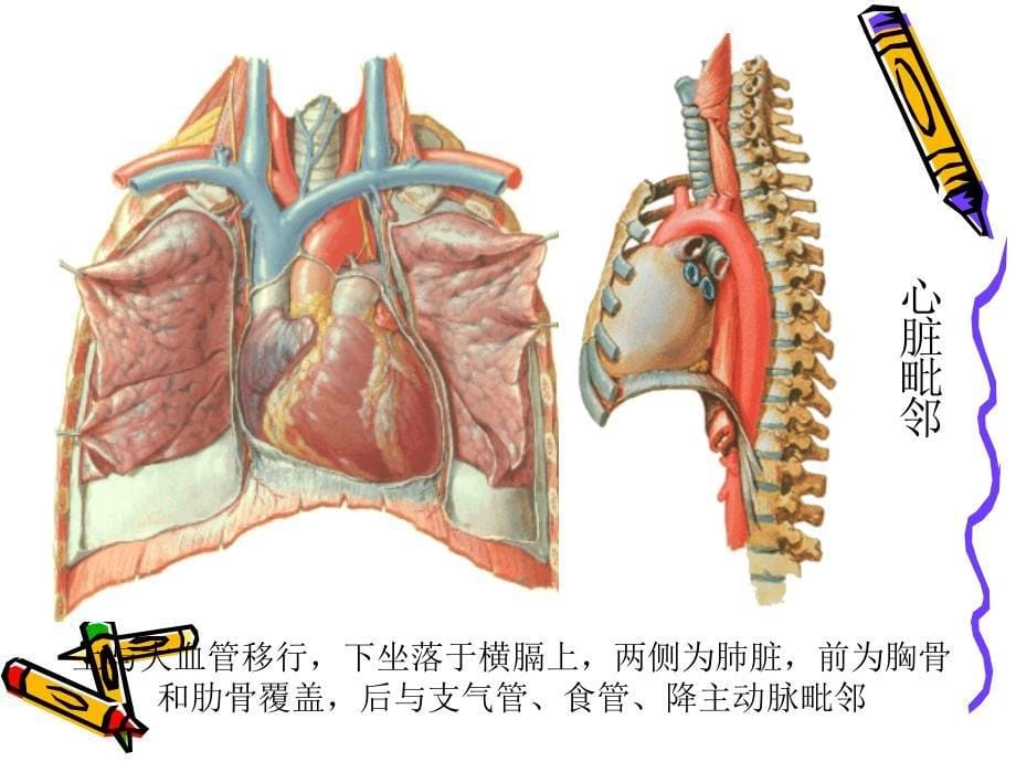 心脏超声诊断课件_第5页