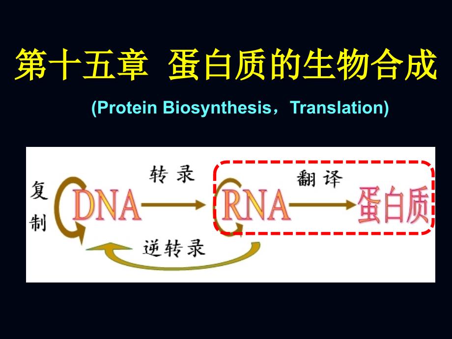 第15章 蛋白质的生物合成_第1页