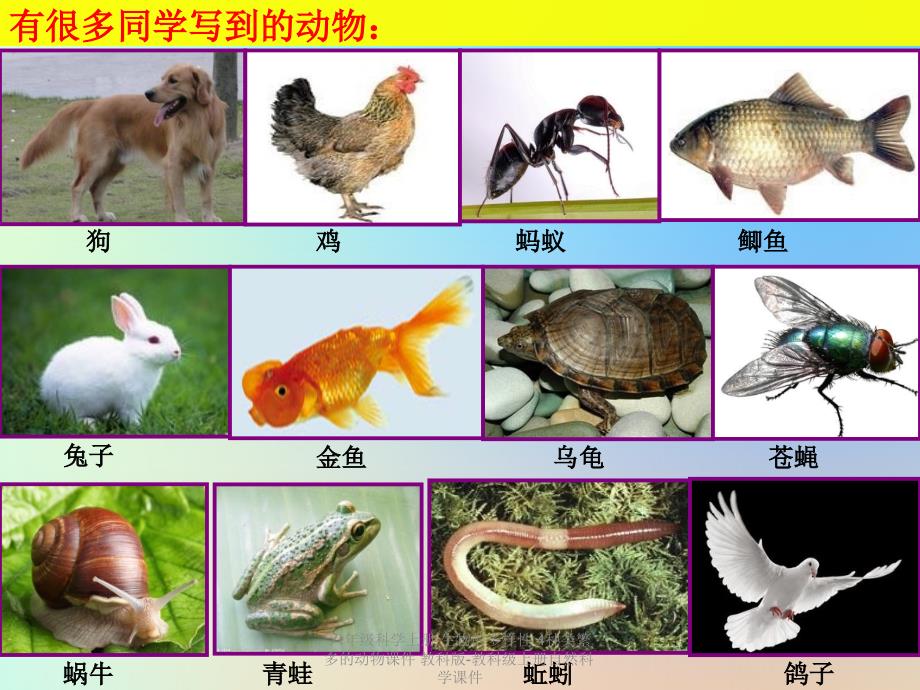 最新六年级科学上册生物的多样性4种类繁多的动物课件教科版教科级上册自然科学课件_第3页