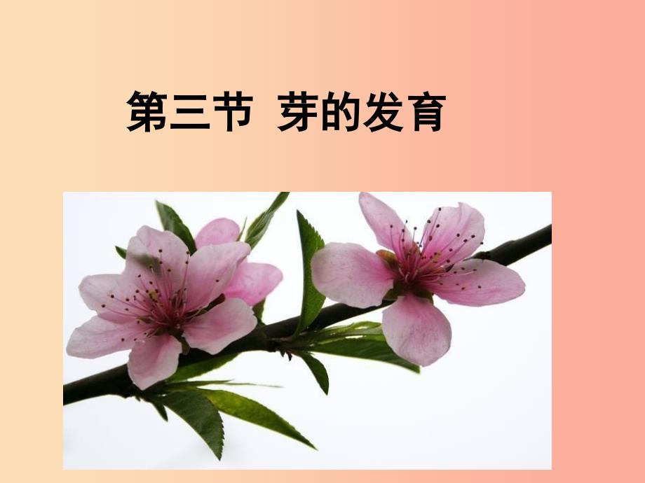 八年级生物上册 第三单元 第一章 第三节 芽的发育课件 （新版）冀教版.ppt_第2页