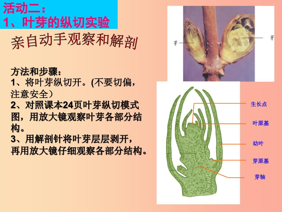 八年级生物上册 第三单元 第一章 第三节 芽的发育课件 （新版）冀教版.ppt_第4页