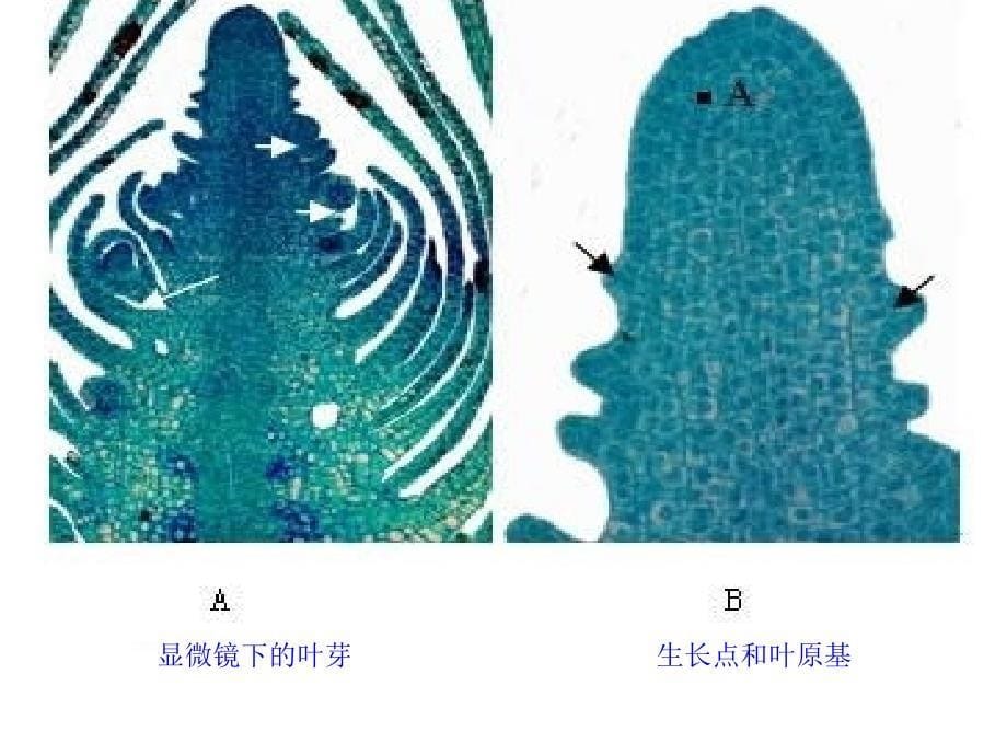 八年级生物上册 第三单元 第一章 第三节 芽的发育课件 （新版）冀教版.ppt_第5页