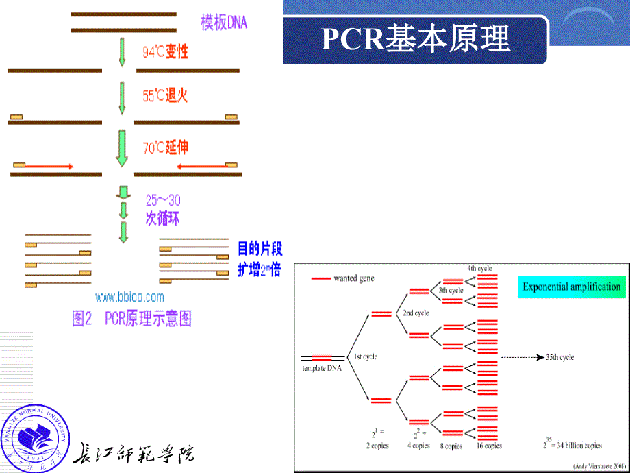 实验三基因序列查找及PCR引物设计_第4页