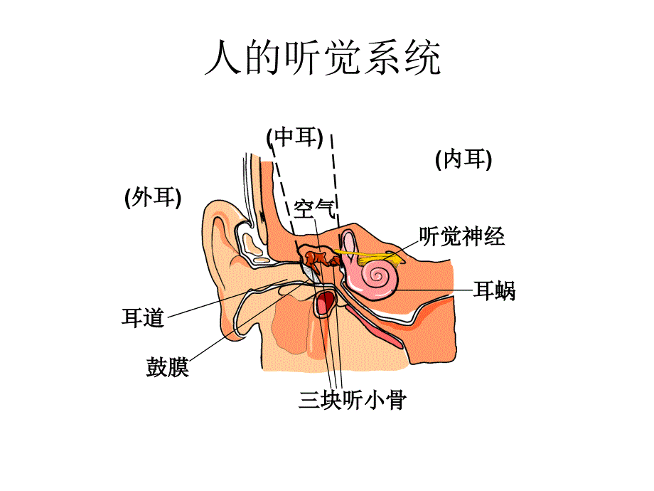 噪音危害及听力防护_第1页