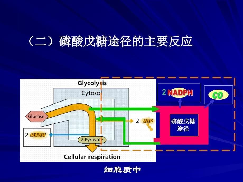 第25章戊糖途径_第5页