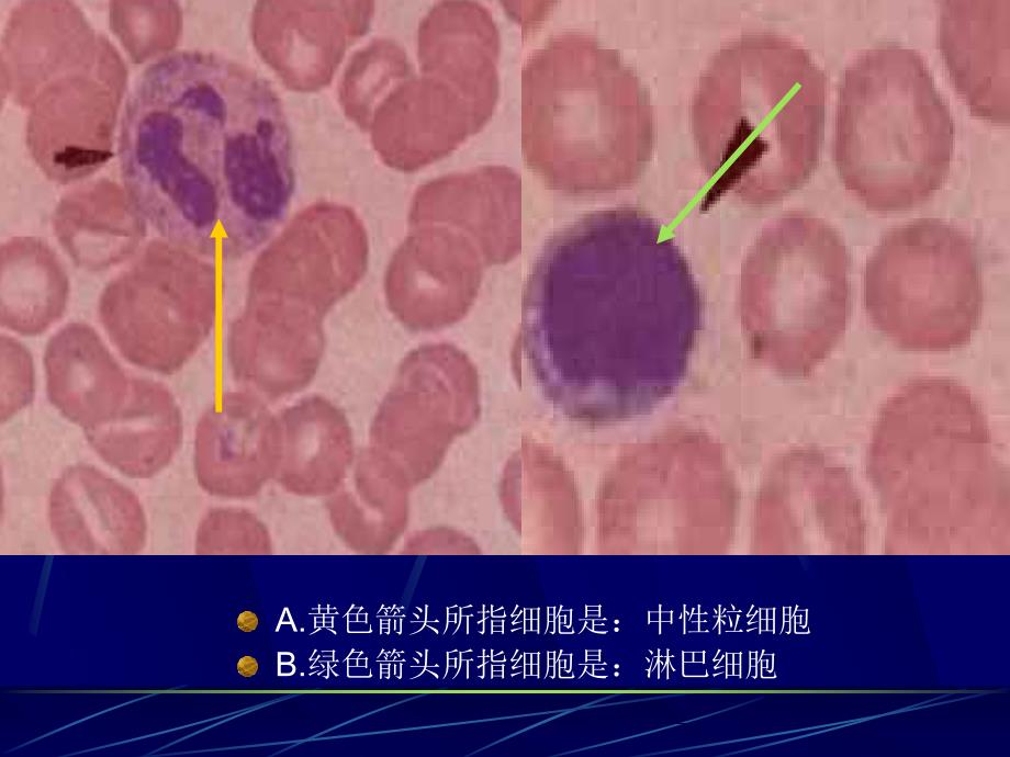 《组织学与胚胎学》实验考：切片考试36学时-01zjm_第1页