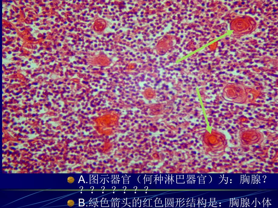 《组织学与胚胎学》实验考：切片考试36学时-01zjm_第4页