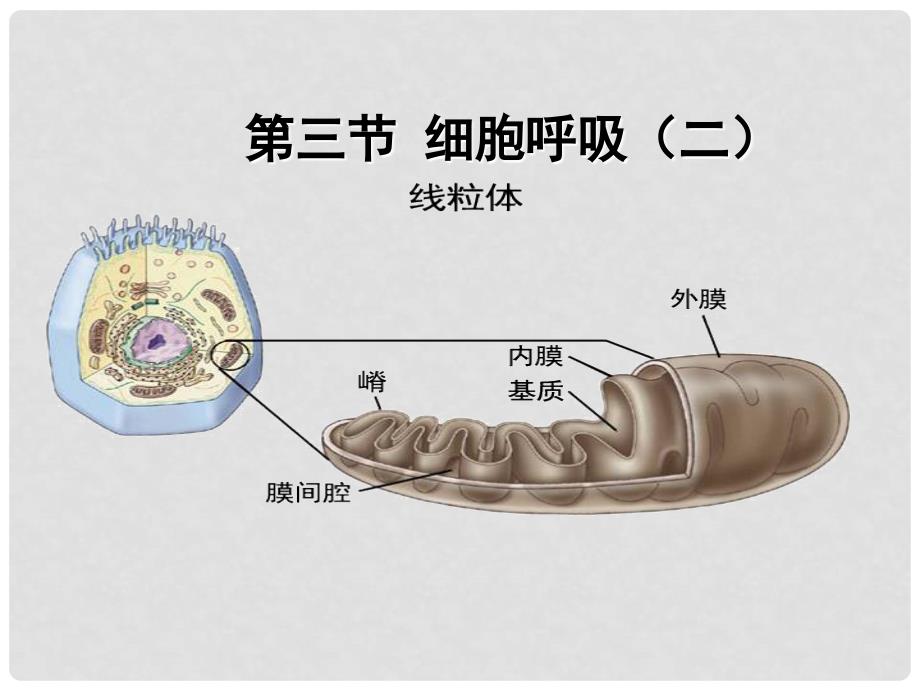 高一生物：43《细胞呼吸》课件（4）苏教版必修1_第1页