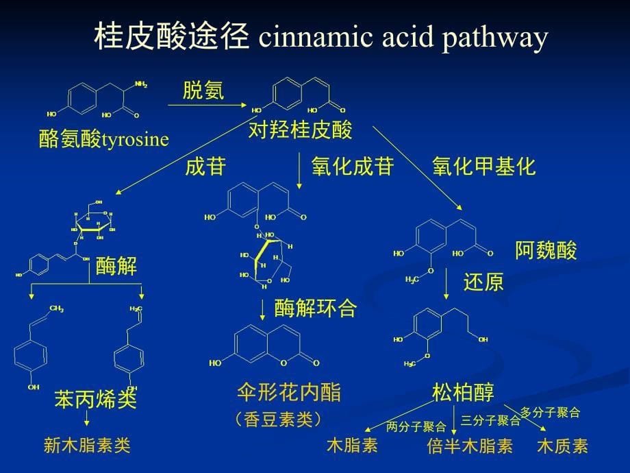 苯丙素天然药物化学_第5页