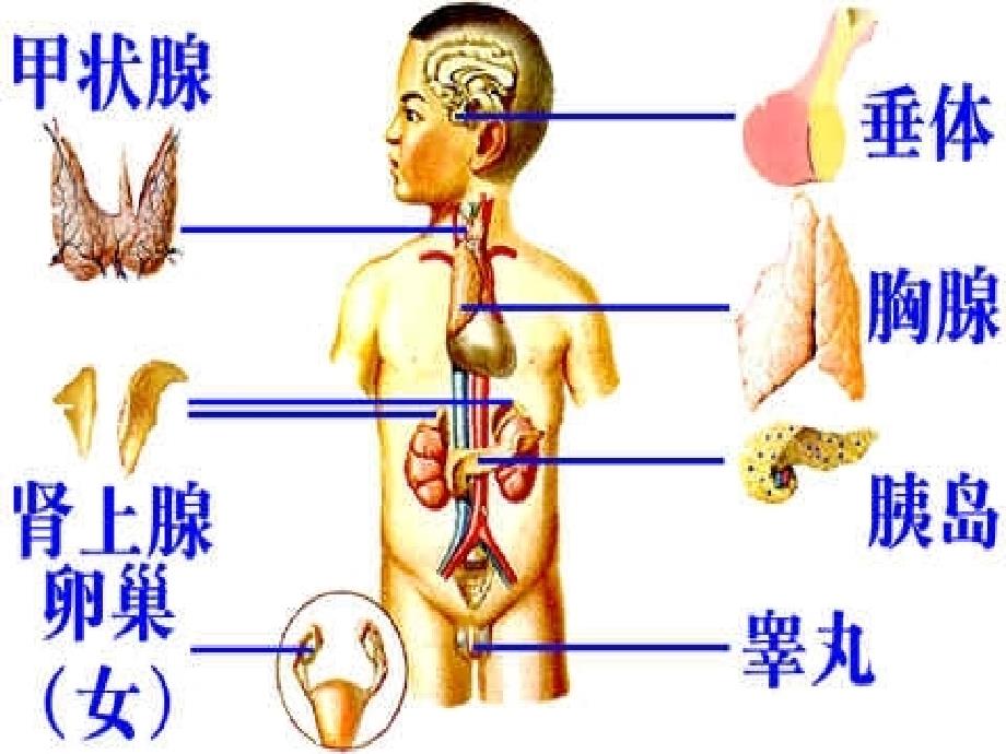 第十四章内分泌疾病的代谢紊乱ppt课件_第4页