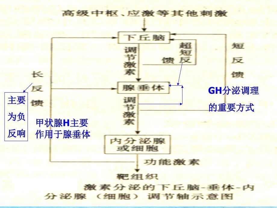 第十四章内分泌疾病的代谢紊乱ppt课件_第5页