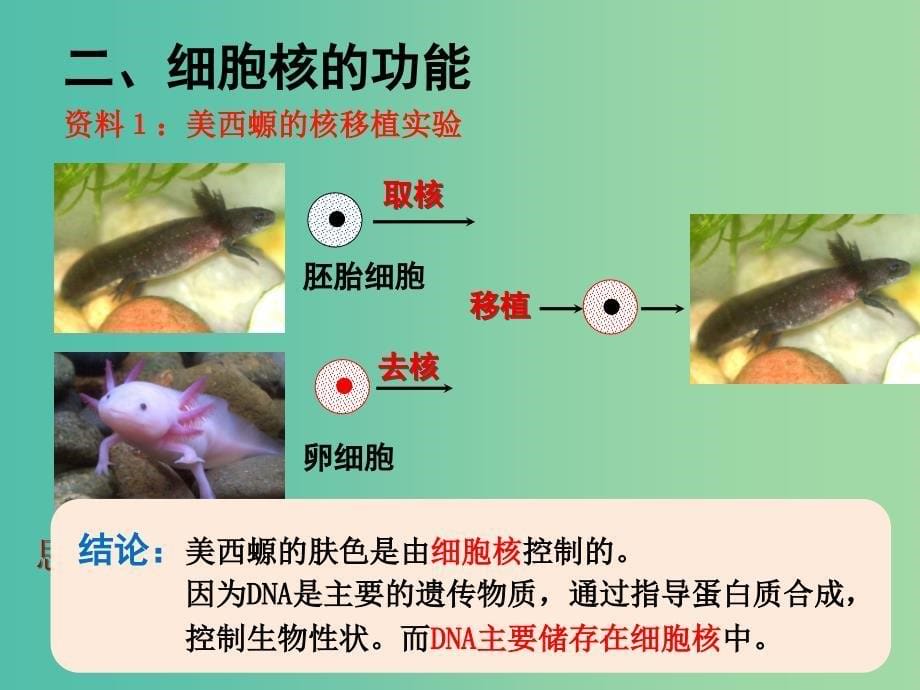 高中生物 第三章 第三节 细胞核-系统的控制中心课件 新人教版必修1.ppt_第5页