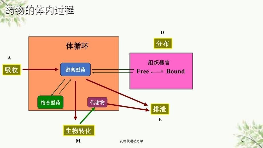 药物代谢动力学课件_第5页