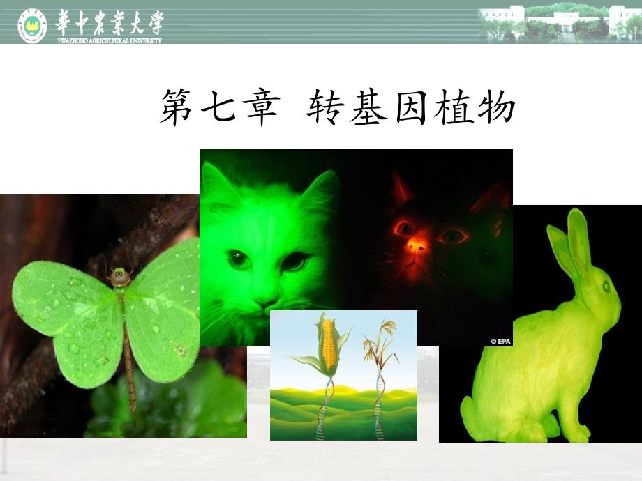 园艺植物生物技术：第七章转基因植物_第1页