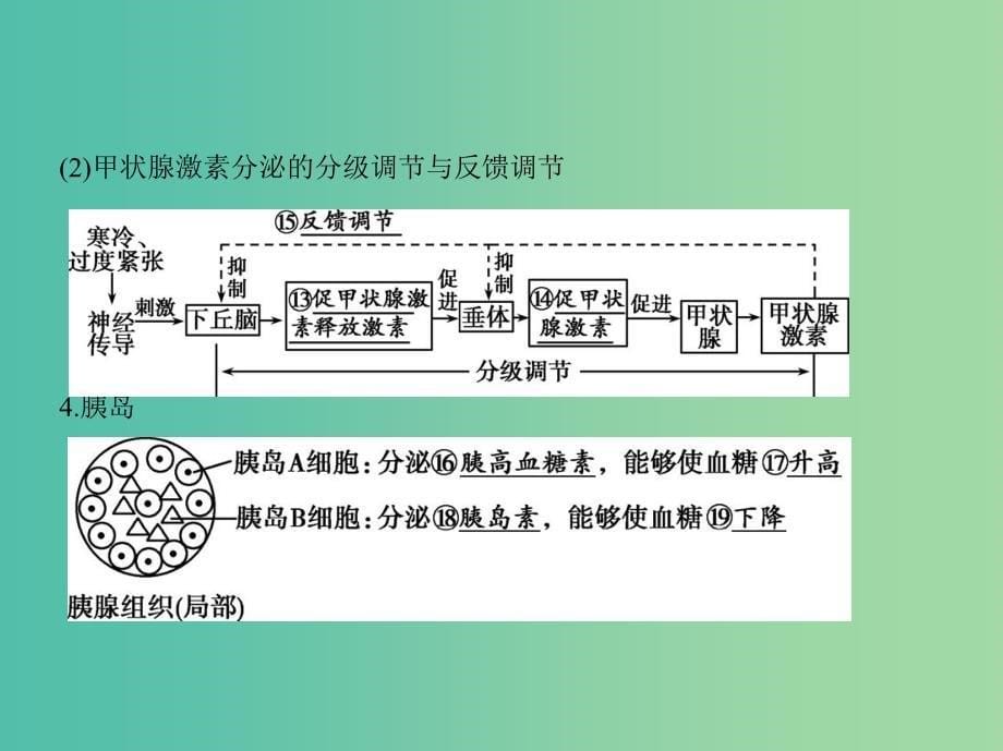 高三生物第一轮复习 第7单元 第22讲 人和高等动物的体液调节课件 新人教版.ppt_第5页