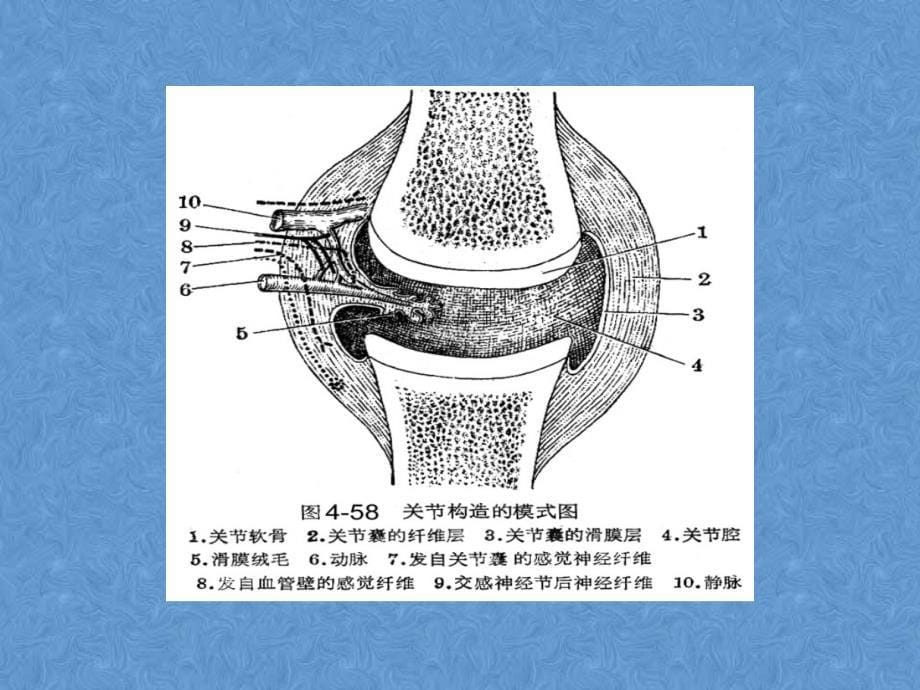 类风湿关节炎的诊断_第5页