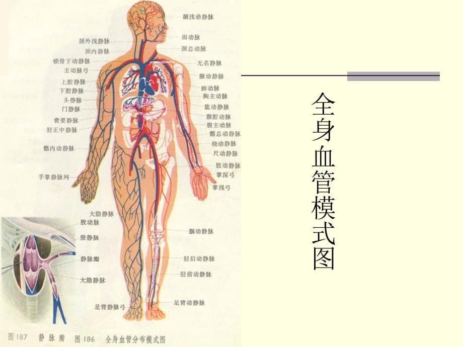 动脉硬化闭塞症中西医结合诊疗_第5页