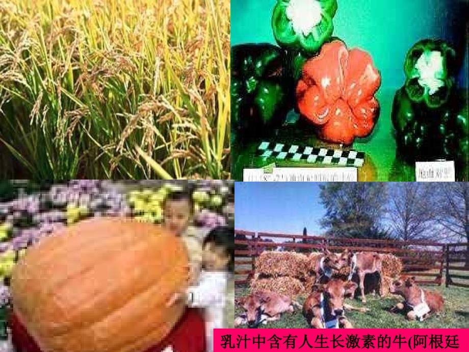 生物必修二杂交育种和诱变育种课件_第3页