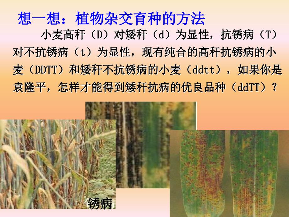 生物必修二杂交育种和诱变育种课件_第4页