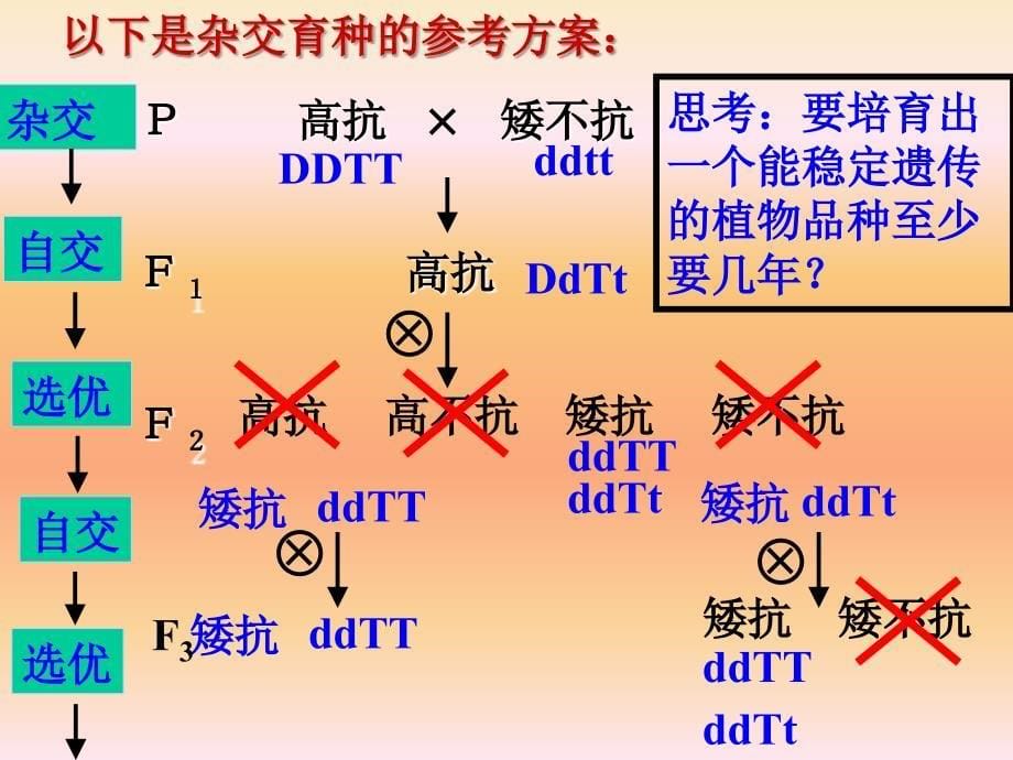 生物必修二杂交育种和诱变育种课件_第5页