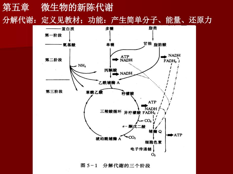 微生物的新陈代谢2课件_第1页