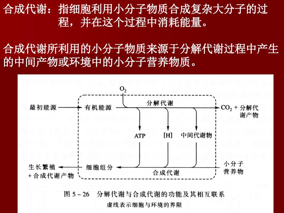 微生物的新陈代谢2课件_第2页