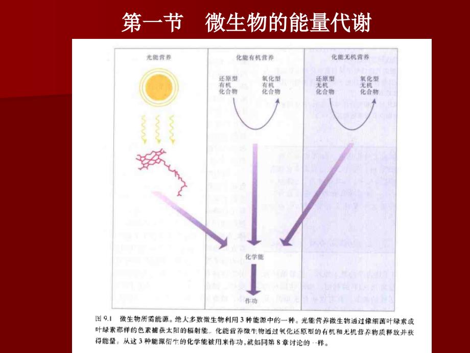 微生物的新陈代谢2课件_第3页