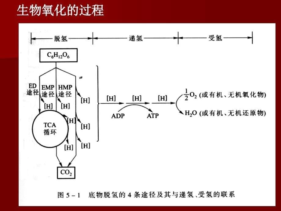 微生物的新陈代谢2课件_第5页