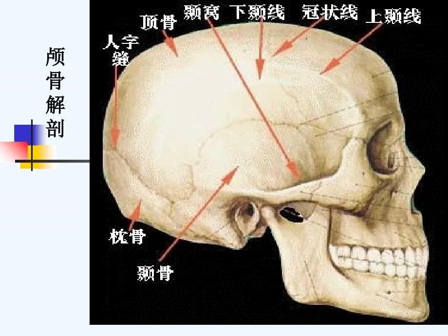 基础医学第二十五章颅脑损伤病人的护理_第5页