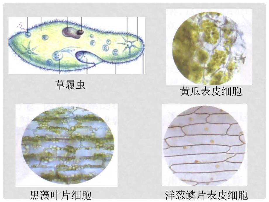 七年级生物上册 3.1 细胞的基本结构和功能课件 北师大版_第3页