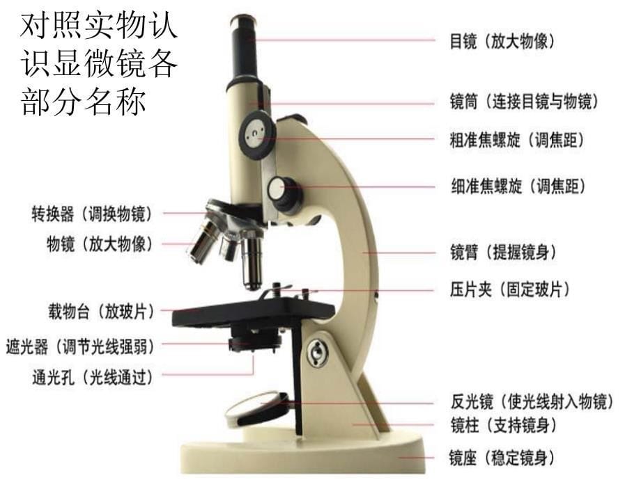 七年级生物上册 3.1 细胞的基本结构和功能课件 北师大版_第5页