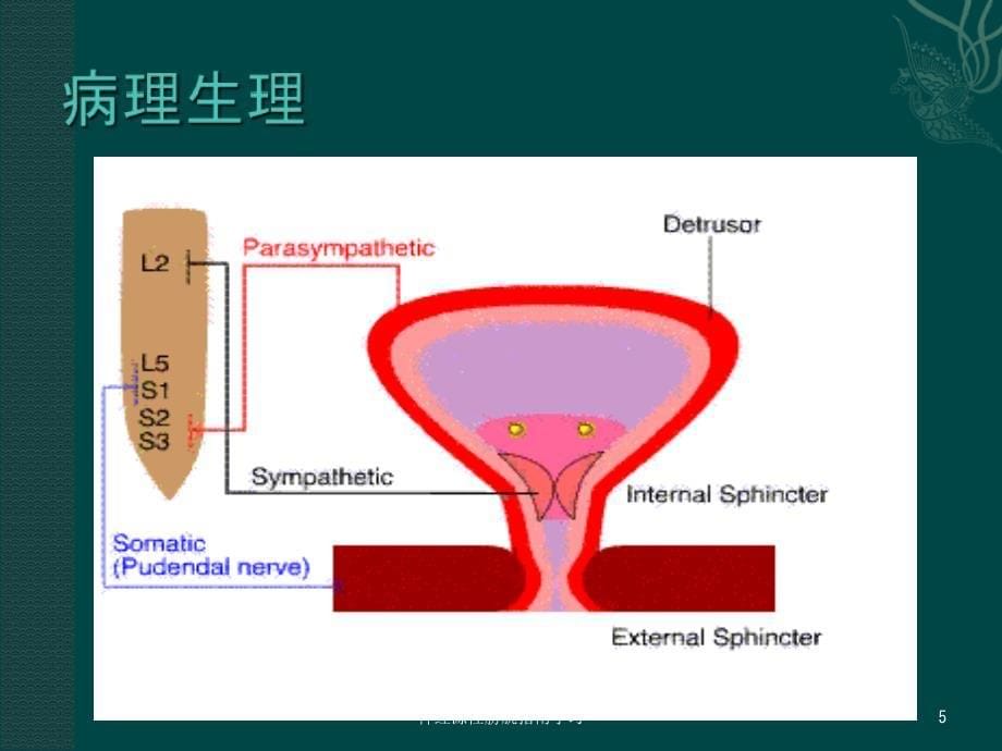 神经源性膀胱指南学习课件_第5页