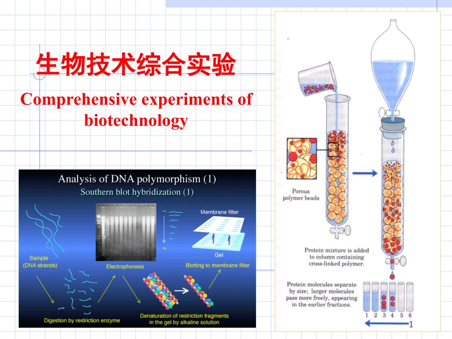 生物技术综合实验Comprehensiveexperimentsofbiotechnology课堂PPT_第1页