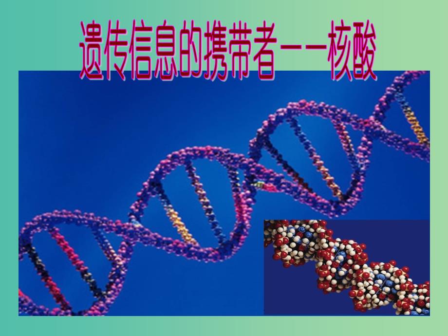 高中生物 2.3 遗传信息的携带者-核酸复习课件 新人教版必修1.ppt_第3页