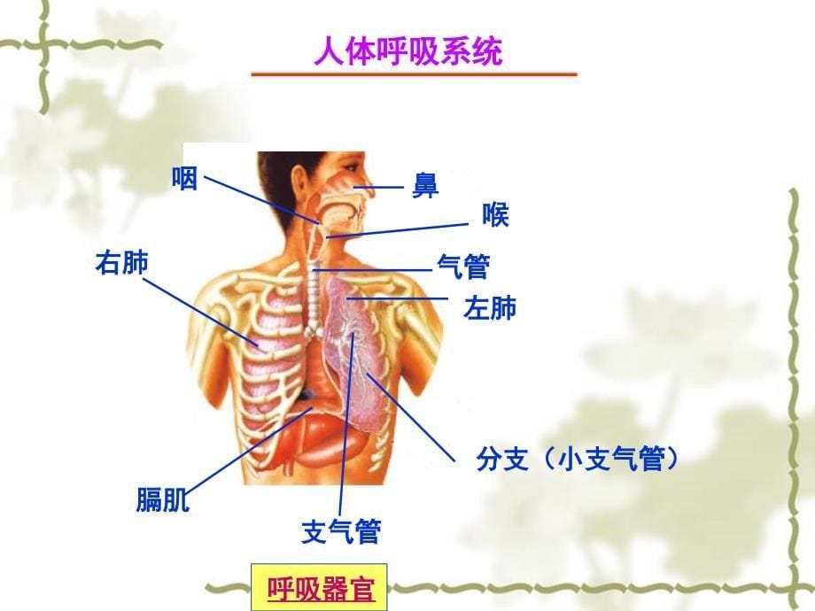 四年级科学上册《运动与呼吸（一）》_第5页