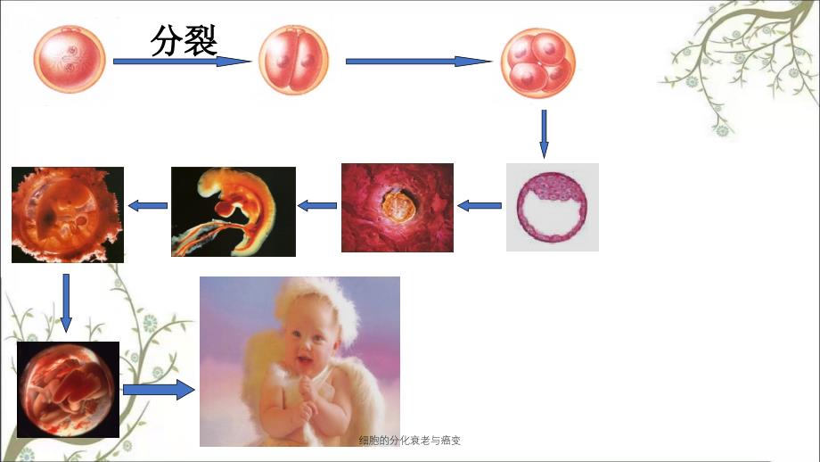 细胞的分化衰老与癌变课件_第3页