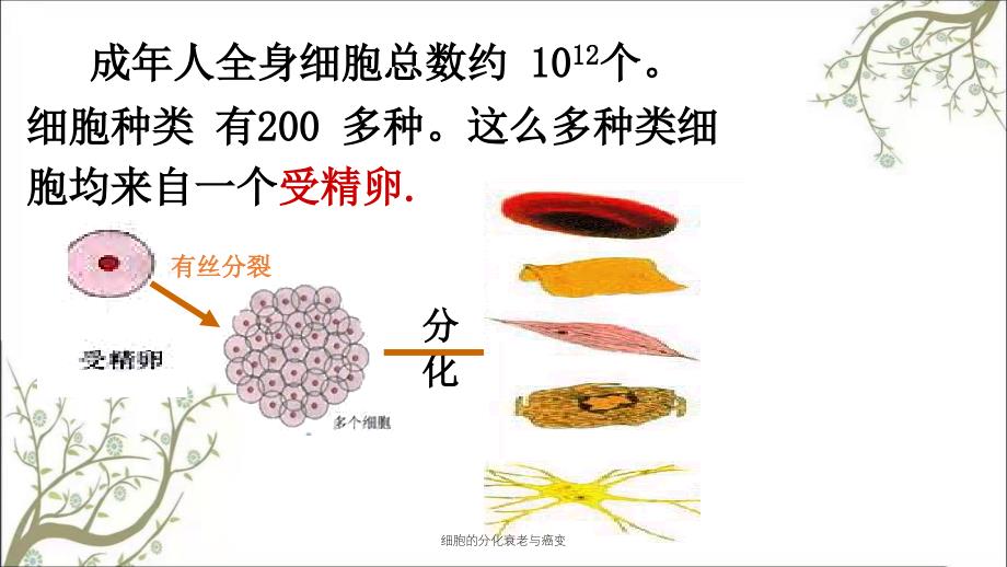 细胞的分化衰老与癌变课件_第4页