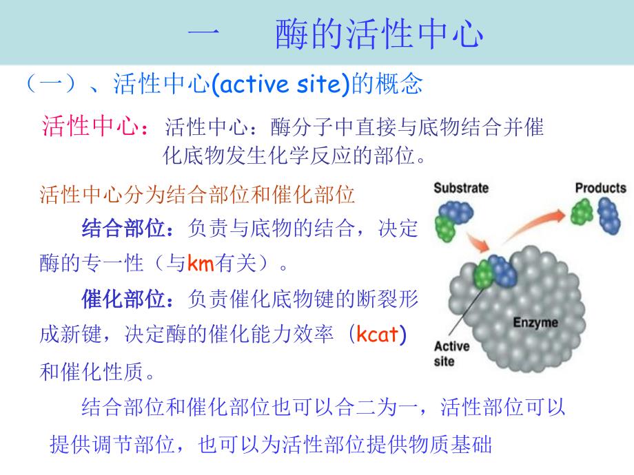 酶化学BPPT课件_第2页